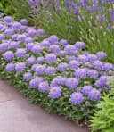BALDUR Garten Staude Scabiose 'Blue Eyes®' Violett Bild 3