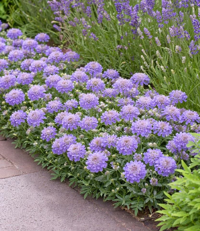 BALDUR Garten Staude Scabiose 'Blue Eyes®' Violett - Bild 3