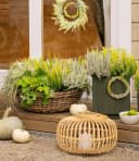 BALDUR Garten Calluna Knospenheide Trio 'Lemon Cheesecake' Bunt Bild 1