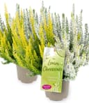 BALDUR Garten Calluna Knospenheide Trio 'Lemon Cheesecake' Bunt Bild 2