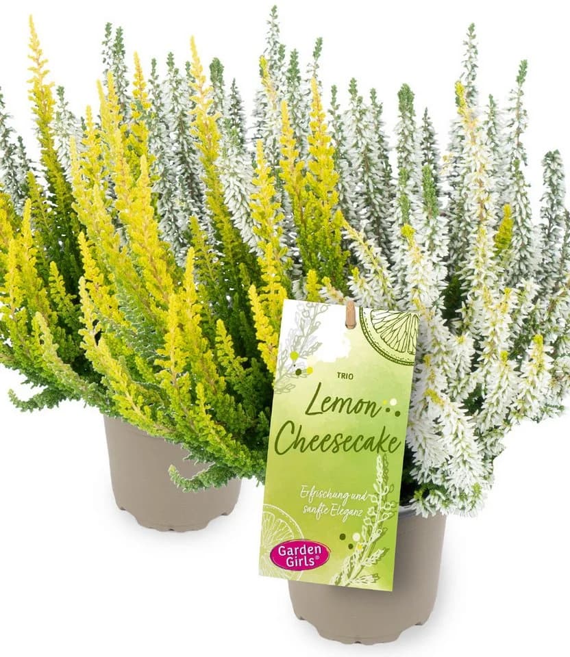 BALDUR Garten Calluna Knospenheide Trio 'Lemon Cheesecake' Bunt - Bild 2