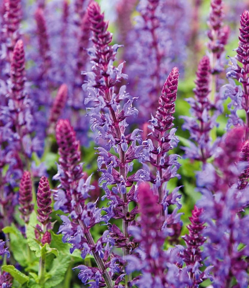 BALDUR Garten Staude Blüten-Salbei 3 St. Bunt Winterhart