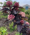 BALDUR Garten Fasanenspiere 'Panther®' Rosa Blüten Schwarzes Laub Bild 1