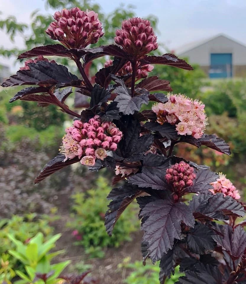BALDUR Garten Fasanenspiere 'Panther®' Rosa Blüten Schwarzes Laub