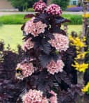 BALDUR Garten Fasanenspiere 'Panther®' Rosa Blüten Schwarzes Laub Bild 2