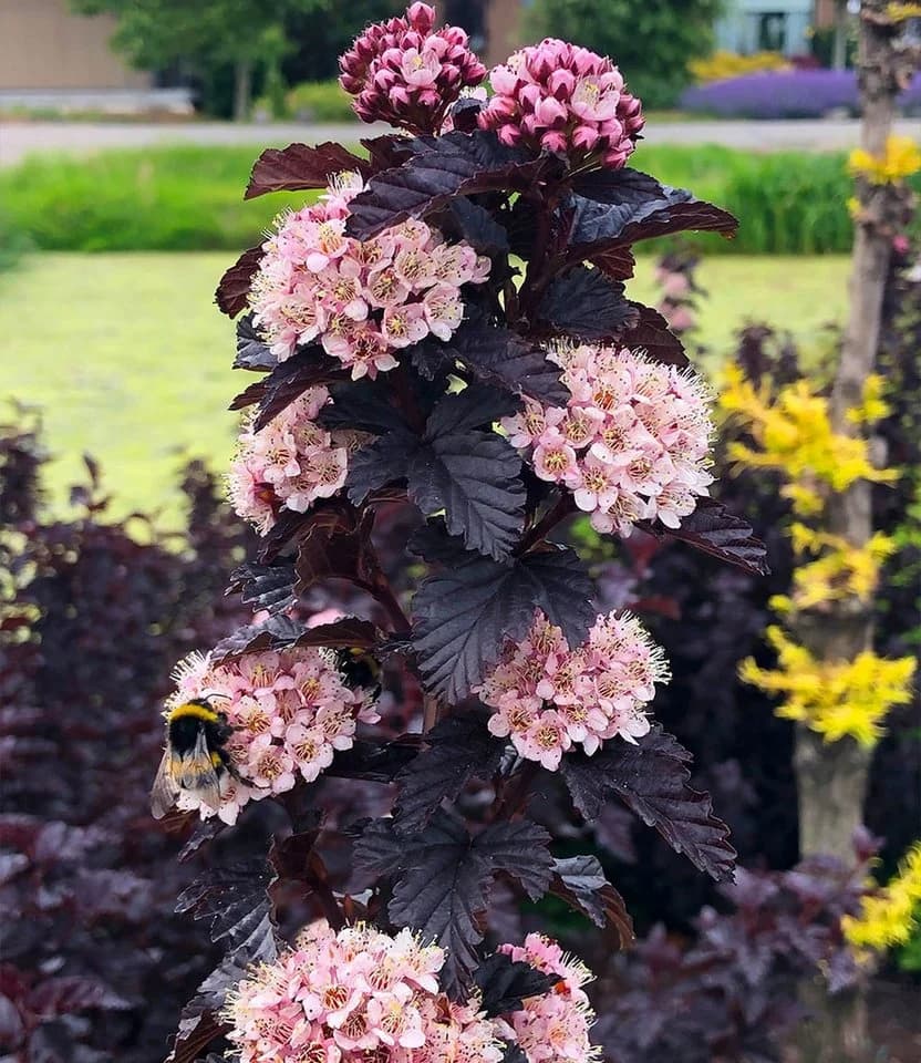 BALDUR Garten Fasanenspiere 'Panther®' Rosa Blüten Schwarzes Laub - Bild 2