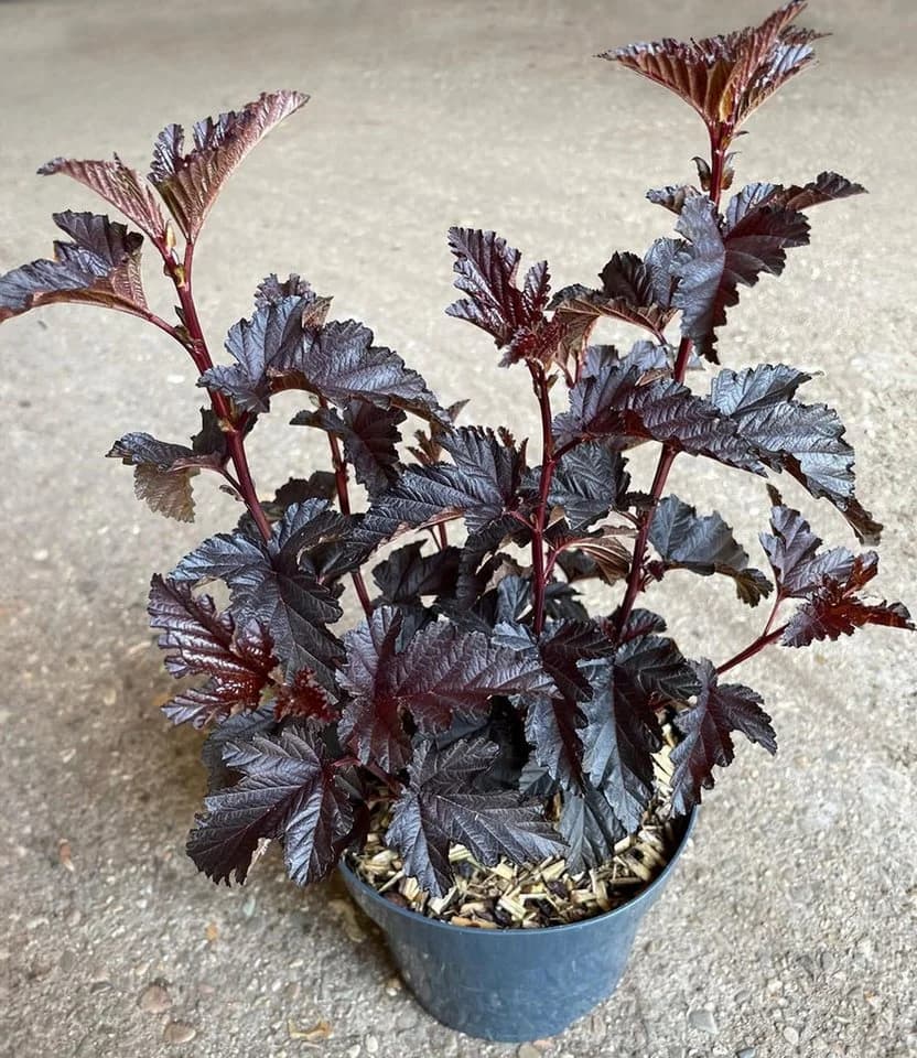 BALDUR Garten Fasanenspiere 'Panther®' Rosa Blüten Schwarzes Laub - Bild 4