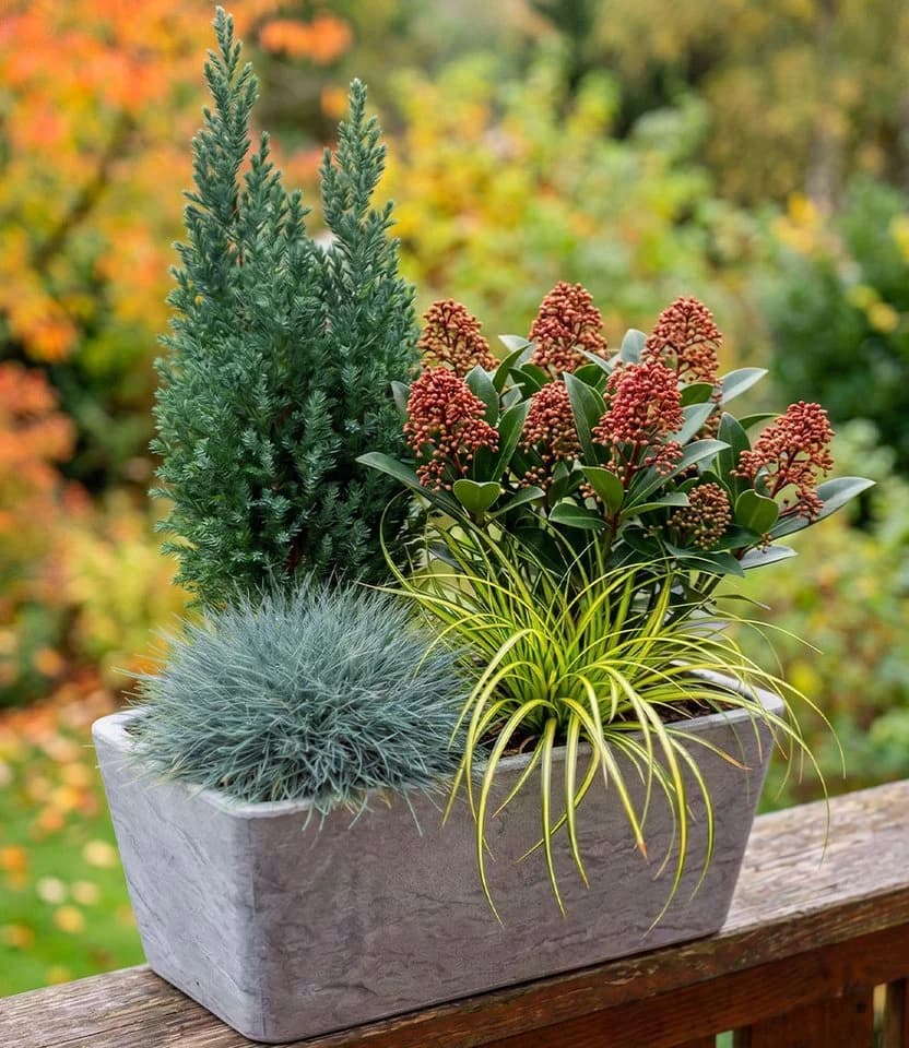 BALDUR Garten Staude 4er Herbst-Set 'Forest Friends' Immergrün Bunt