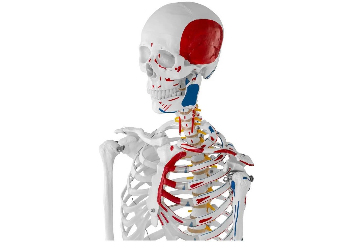 Physa Skelett Modell 180 cm Weiß Anatomisches Lehrmodell