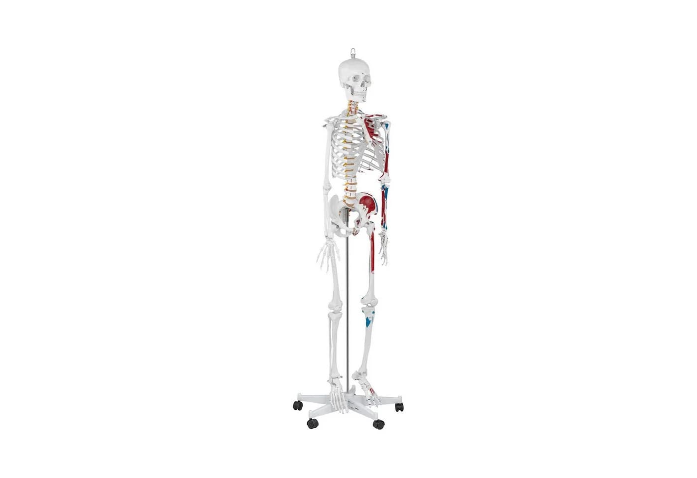 Physa Skelett Modell 180 cm Weiß Anatomisches Lehrmodell - Bild 2