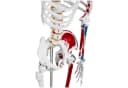 Physa Skelett Modell 180 cm Weiß Anatomisches Lehrmodell Bild 3