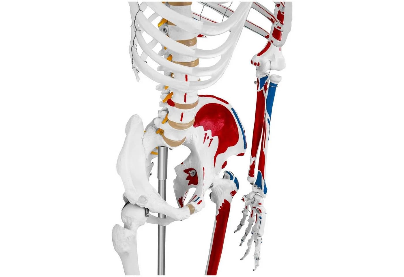Physa Skelett Modell 180 cm Weiß Anatomisches Lehrmodell - Bild 3
