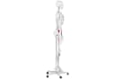 Physa Skelett Modell 180 cm Weiß Anatomisches Lehrmodell Bild 4