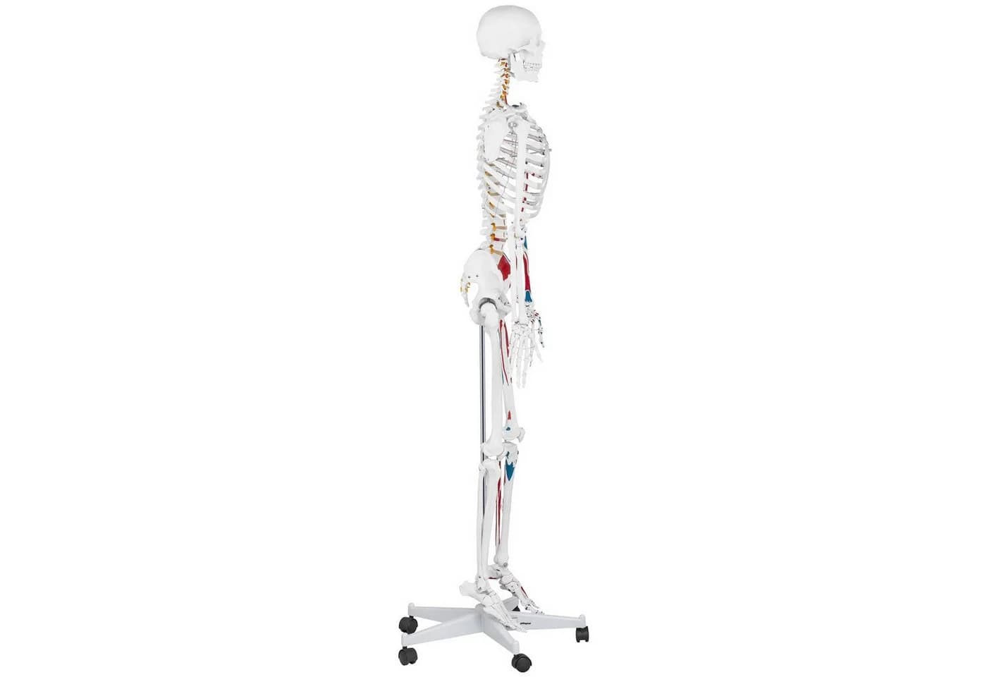 Physa Skelett Modell 180 cm Weiß Anatomisches Lehrmodell - Bild 4