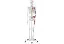 Physa Skelett Modell 180 cm Weiß Anatomisches Lehrmodell Bild 5