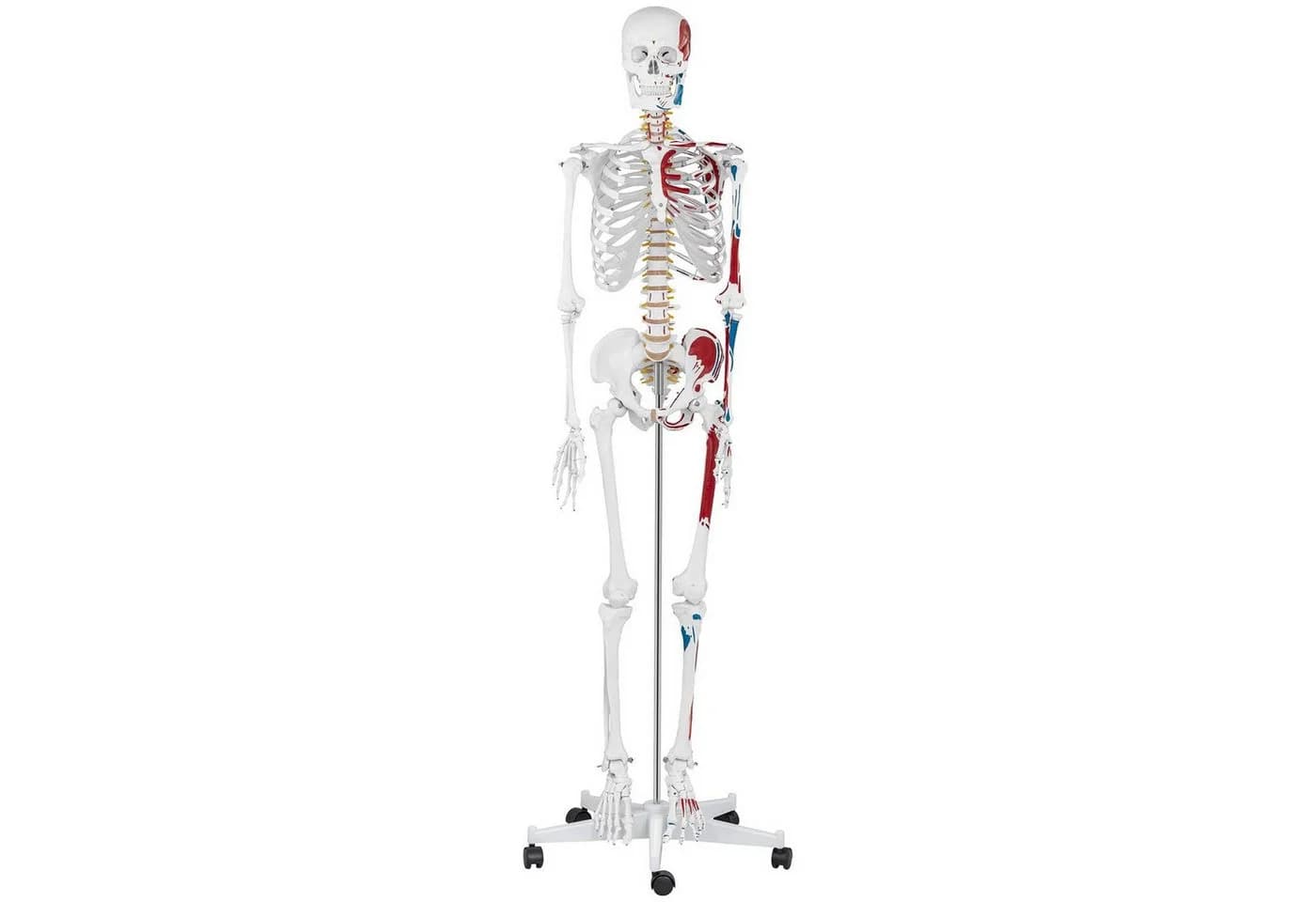 Physa Skelett Modell 180 cm Weiß Anatomisches Lehrmodell - Bild 5