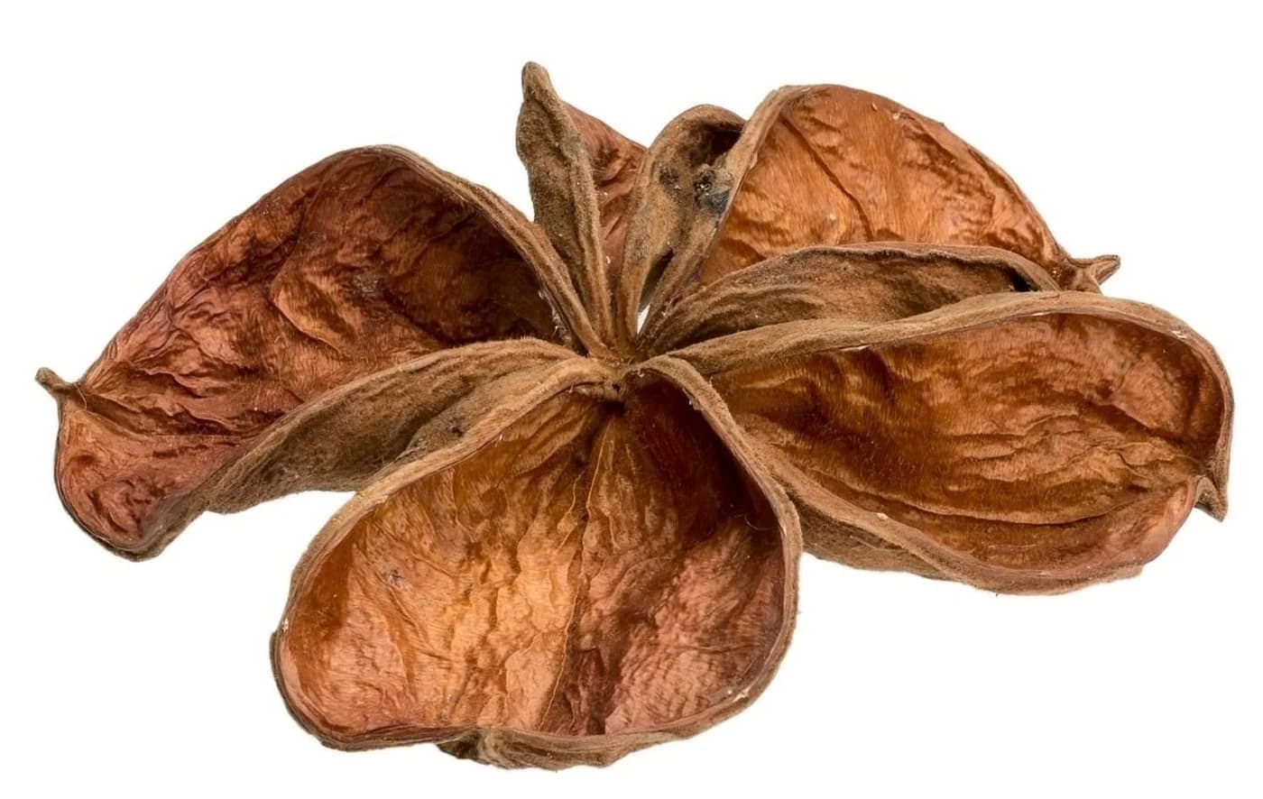 NaDeco Landlotus Natur Trockenblüten 5-10cm Sterculia urens