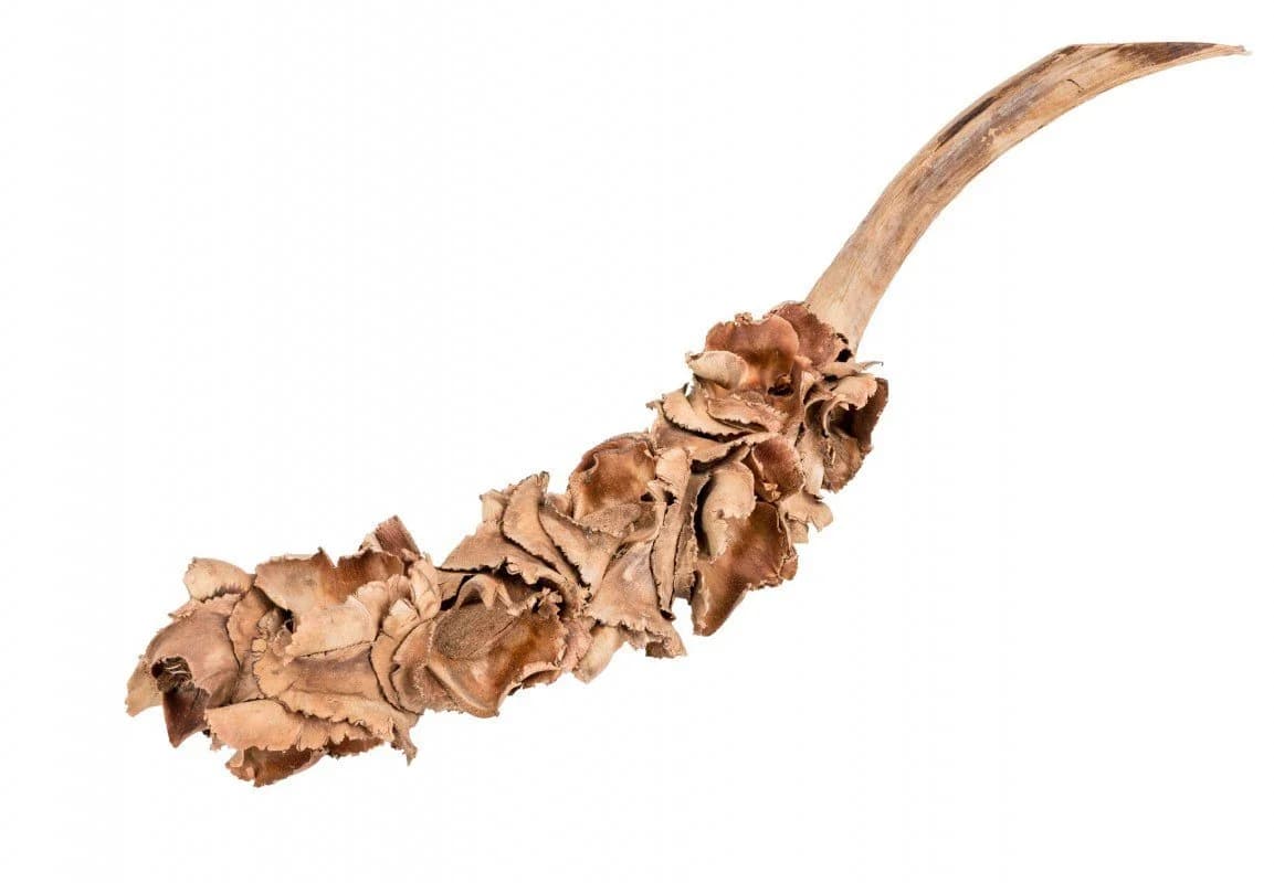 NaDeco Nussblüten-Zweig in Natur ca. 25-40cm