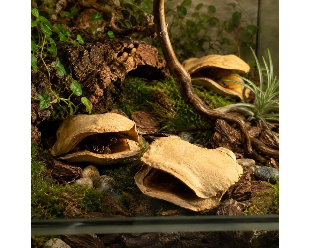 NaDeco Froschmaulschote Natur Jacaranda brasiliana Deko - Bild 5