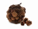 NaDeco Tannenzapfen 5-6cm 1kg 50 Stück Pinus nigra Bild 2