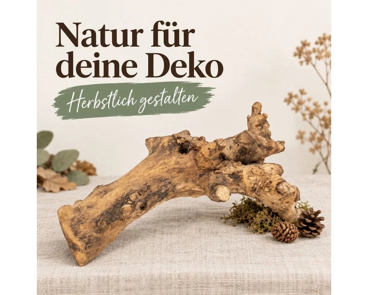 NaDeco Kuwa Deko-Wurzel aus unbehandeltem Maulbeerbaumholz - Bild 3