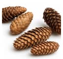 NaDeco Fichtenzapfen Natur 1kg Bastelnaturmaterial Picea Abies Bild 1