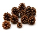 NaDeco Naturmaterial Schwarzkiefer-Zapfen 1kg Pinus nigra Bild 2