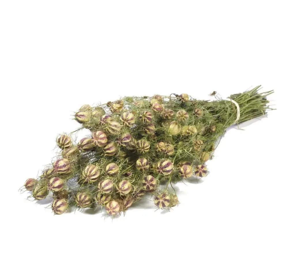 NaDeco Trockenblume Nigella damascena im Bund ca. 60cm