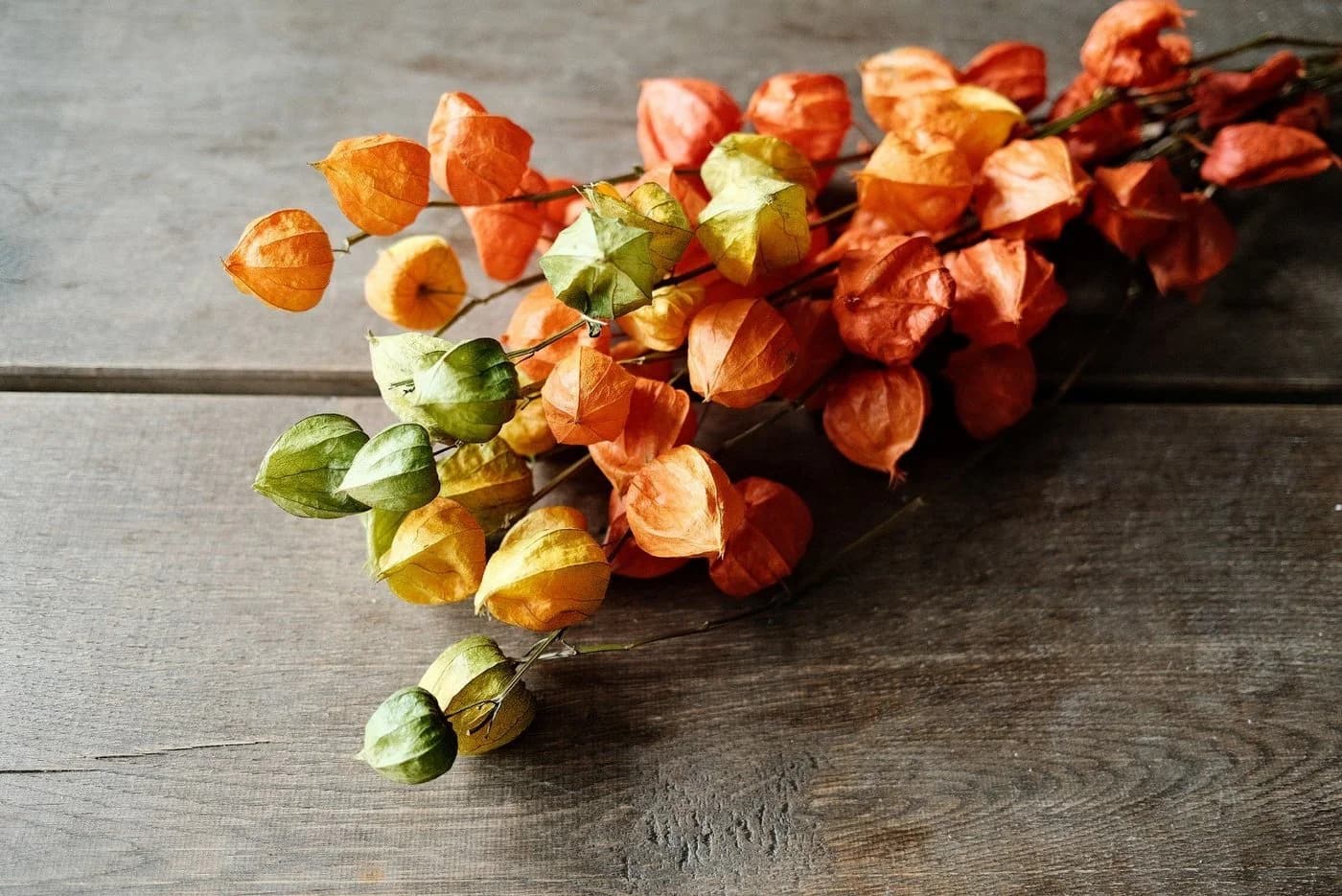 NaDeco Getrocknete Physalis-Zweige Natur 60-70cm Bund