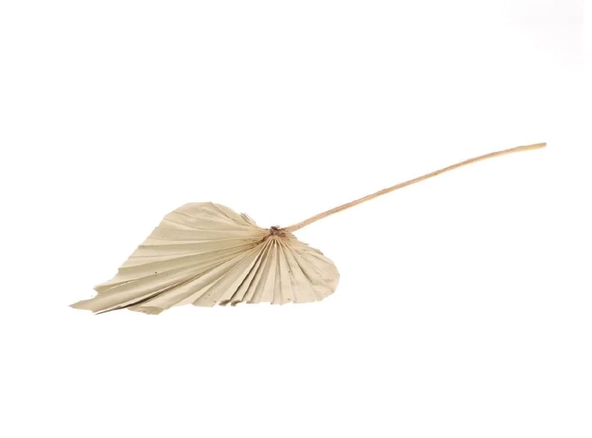 NaDeco Palmenblatt "Speer" Trockenblume Groß