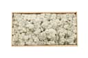 NaDeco Islandmoos Grau 500g Konserviertes Deko-Moos Bild 1