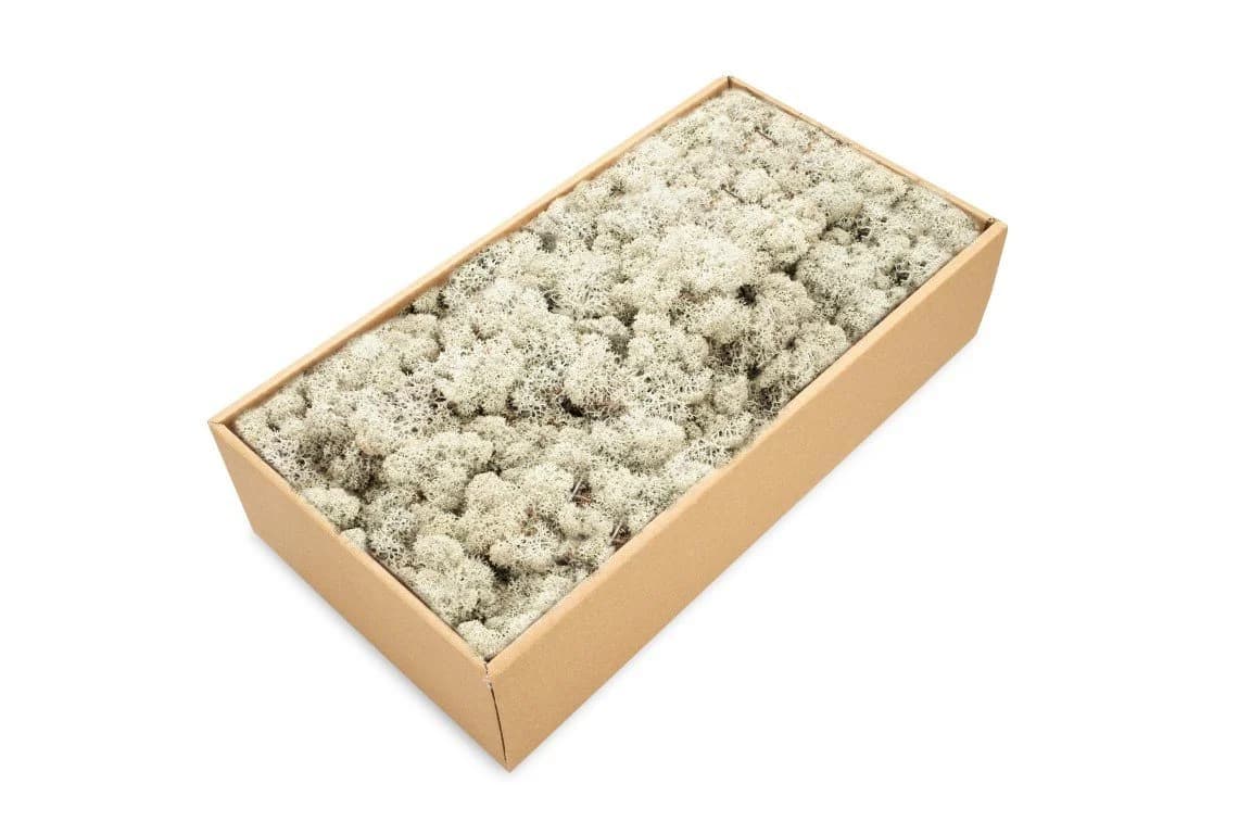 NaDeco Islandmoos Grau 500g Konserviertes Deko-Moos - Bild 2