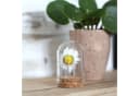 NaDeco Glasdom Mini mit Korksockel Transparent Braun Bild 5