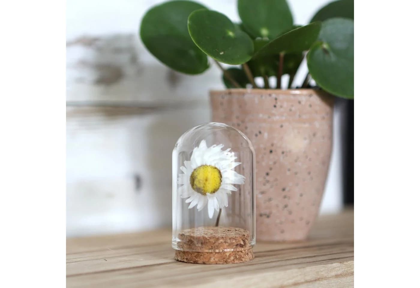 NaDeco Glasdom Mini mit Korksockel Transparent Braun - Bild 5