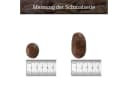 INTERGARDEN Zierkies Dekosteine rot poliert 10 kg, Kieselsteine Garten 2-3 cm Bild 1