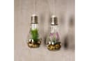 Levandeo® LED Dekoobjekt 4er Set Sukkulenten Glas Grün/Rosa Bild 5