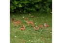 Geschenkestadl Tierfigur Zauberhafte Rehfamilie – detailreiche 6 Rehe für stimmungsvolle Deko Bild 1