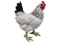 Fachhandel Plus Tierfigur Henne Eva lebensechte Gartenfigur Bild 2