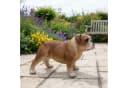 Fachhandel Plus Bulldogge Finley Dekofigur Bunt Polyresin Bild 1