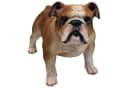 Fachhandel Plus Bulldogge Finley Dekofigur Bunt Polyresin Bild 2