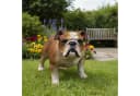 Fachhandel Plus Bulldogge Finley Dekofigur Bunt Polyresin Bild 3