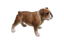 Fachhandel Plus Bulldogge Finley Dekofigur Bunt Polyresin Bild 5