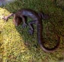 Antikas Wanddekoobjekt Salamander Eidechse Gusseisen Bild 1