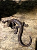 Antikas Wanddekoobjekt Salamander Eidechse Gusseisen Bild 2