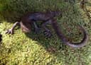 Antikas Wanddekoobjekt Salamander Eidechse Gusseisen Bild 3
