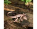 Antikas Wanddekoobjekt Eidechse Gecko Gusseisen Antikbraun Bild 4