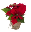 Bambelaa! 3er Set Weihnachtsstern Künstlich Rot Bild 1