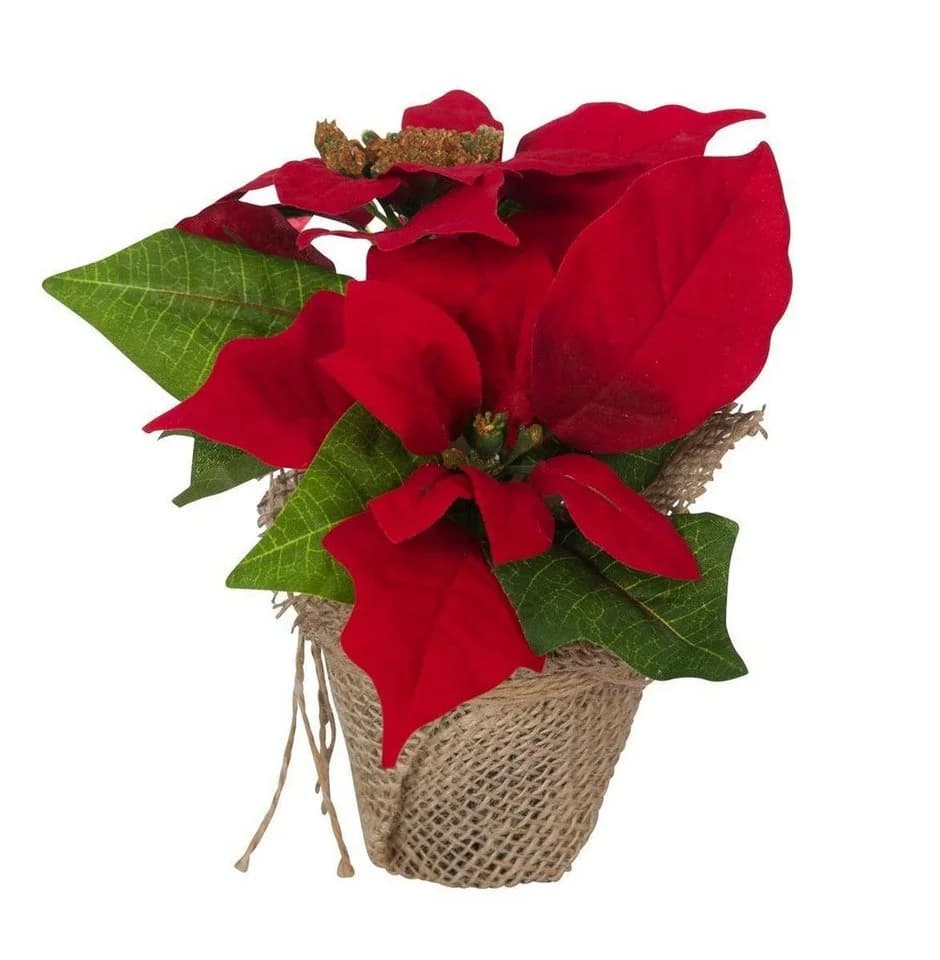 Bambelaa! 3er Set Weihnachtsstern Künstlich Rot