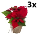 Bambelaa! 3er Set Weihnachtsstern Künstlich Rot Bild 3