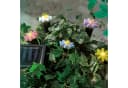 MARELIDA LED Solar Lichterkette Blumen 5x Warmweiß Gartendeko Bild 2